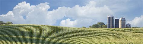 rose acres grain bids|Cash Grain Bids .